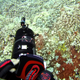 Bleaching in a coral reef in Papa Bay near Captain Cook, Hawaii, on September 13, 2019.